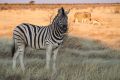 2012-07-03 Namibia 420 - Etoscha Nationalpark - Bergzebra